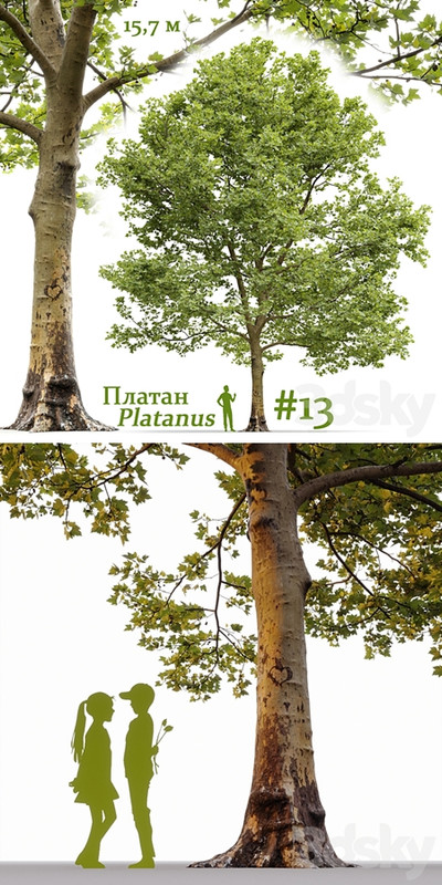 Plane-tree / Sycamore / Platanus #13